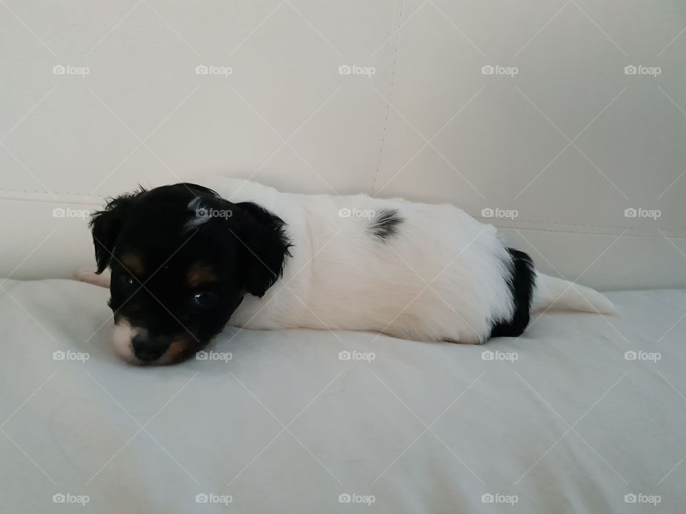 Puppy on a pillow