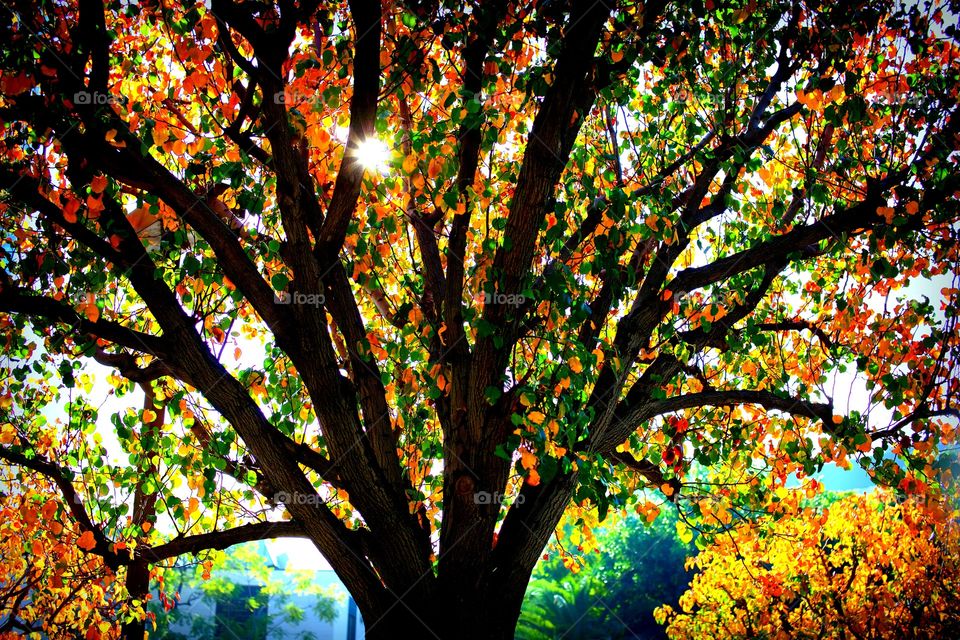 Rainbow tree