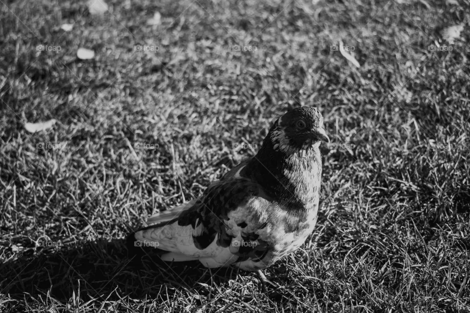 pigeon 🐦