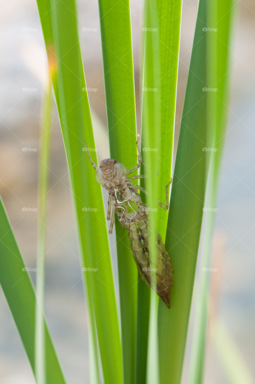 Libelle, Libellenlarve, Larve, Natur, Teich, Klettern, Insekt