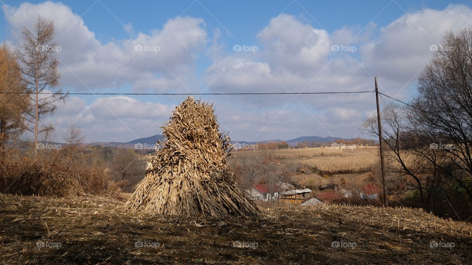 a stack of cornstalks