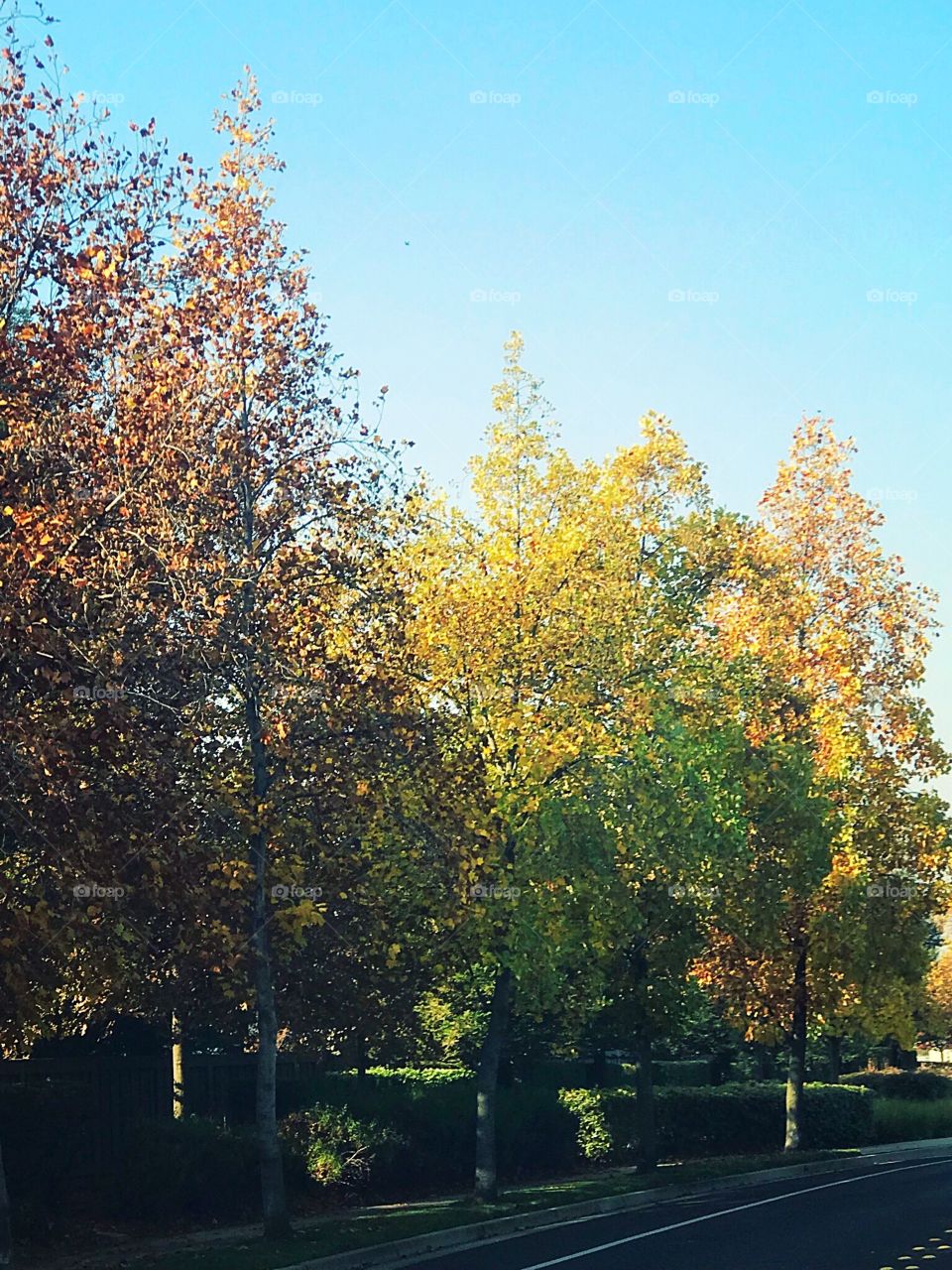 Colorful golden autumn leaves on the tall trees on a warm afternoon in November. USA, America 