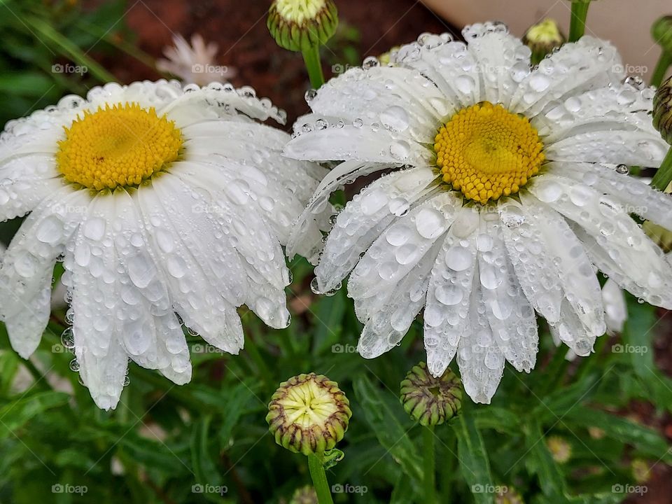 yellow and white flowers with raindrops on their petals