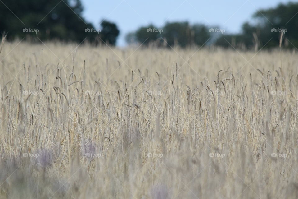 High Meadow Grass