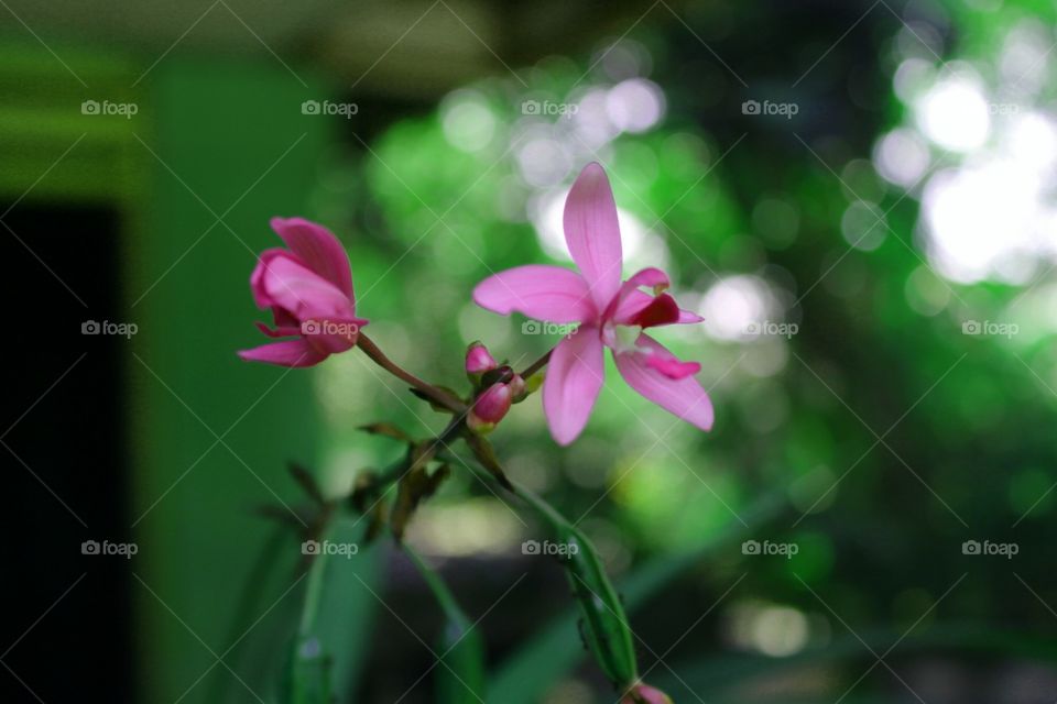 Nature, Flower, No Person, Leaf, Flora