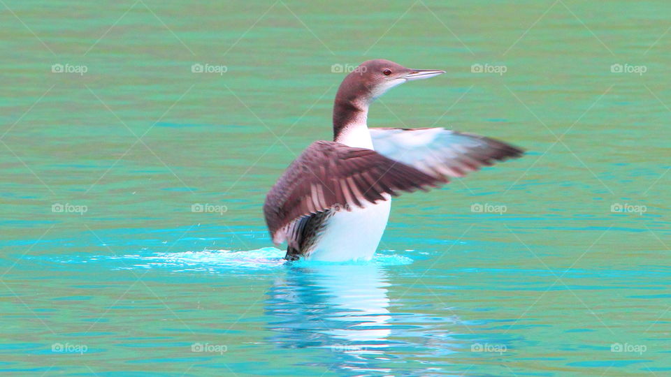 Common Loon  Playing Water