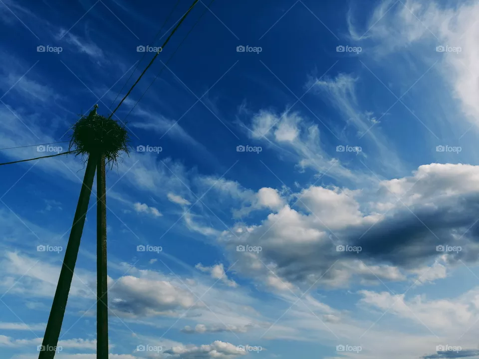 Stork