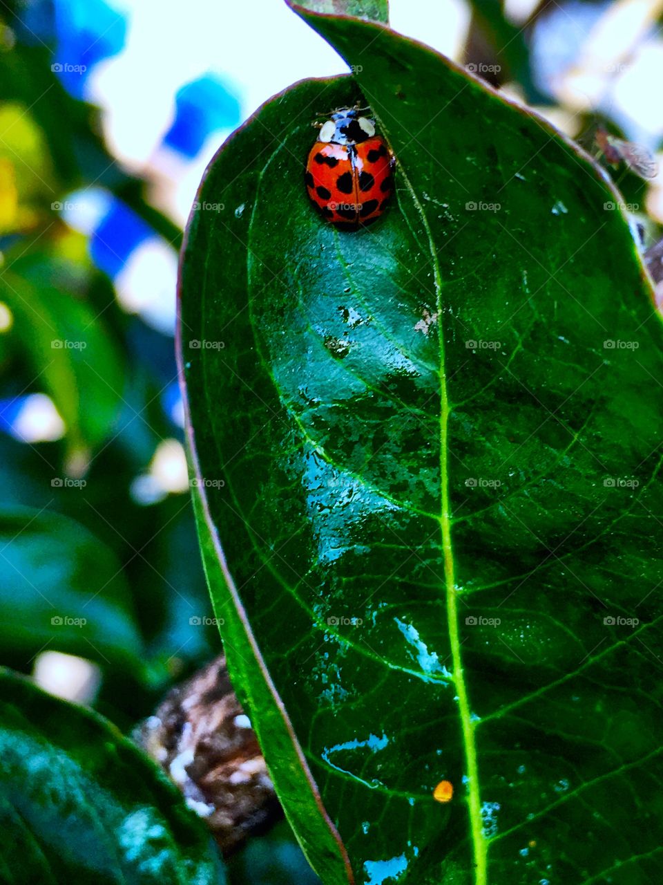 Lady bug becomes a hidden garden jewel as it is found napping 
