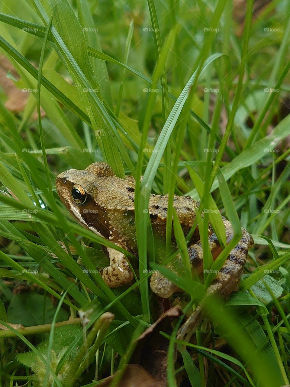 Shinny frog