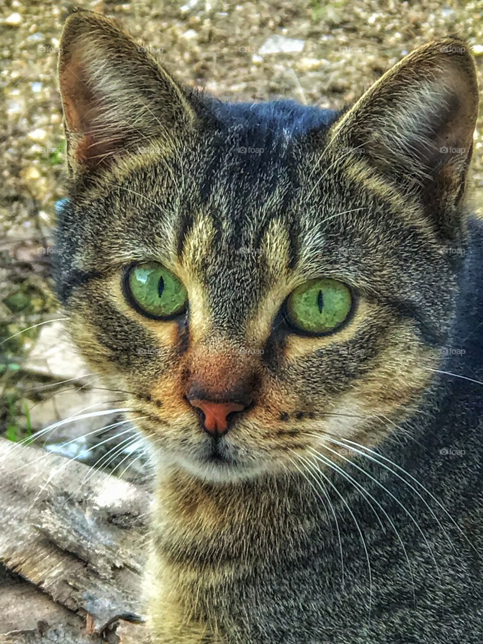 Beautiful cat looking.