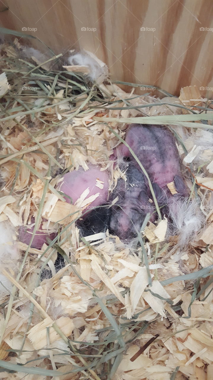 newborn bunnies