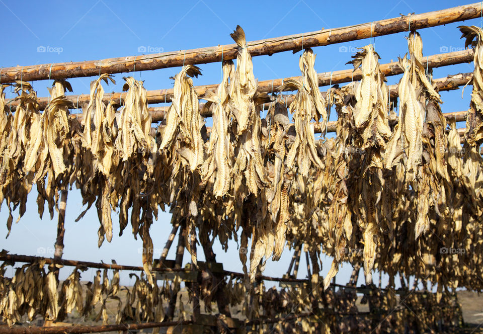 Drying fish.