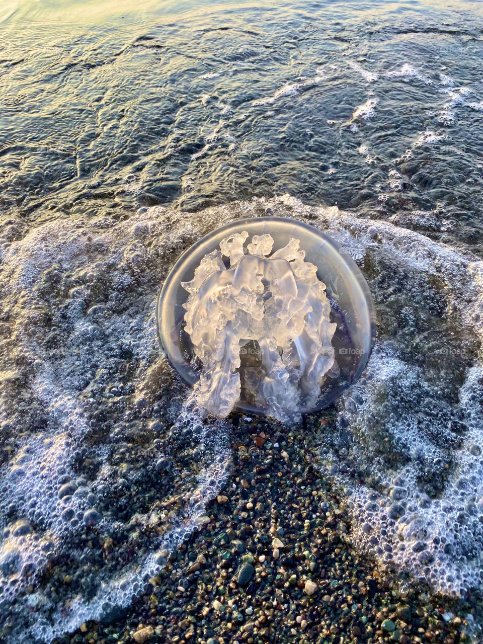 Jellyfish on beachhead 