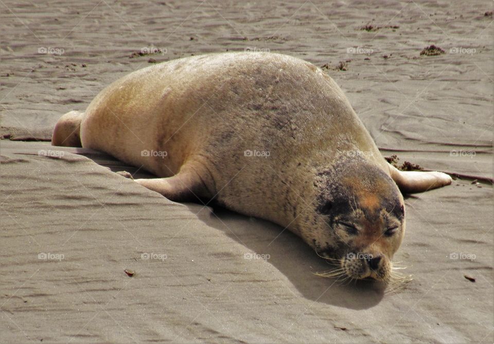 Seals in Berck France