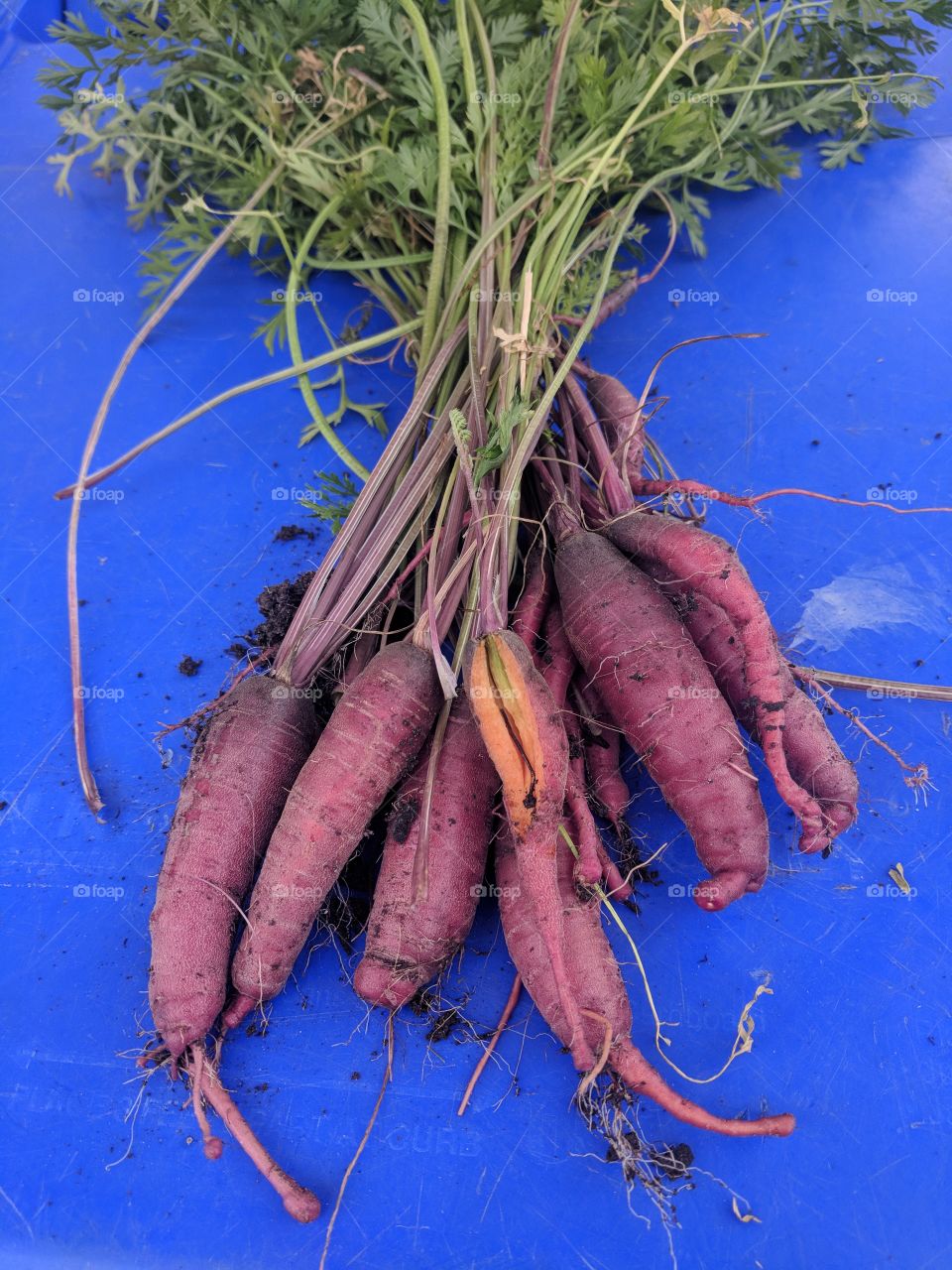 Just harvested red carrots