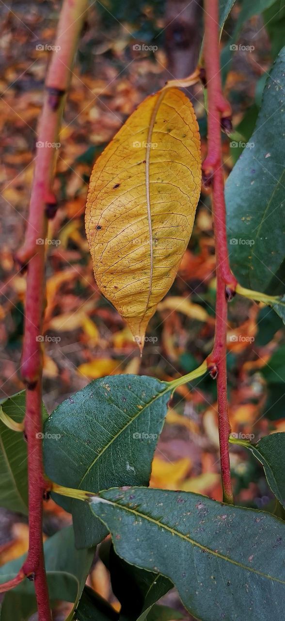 Of autumn