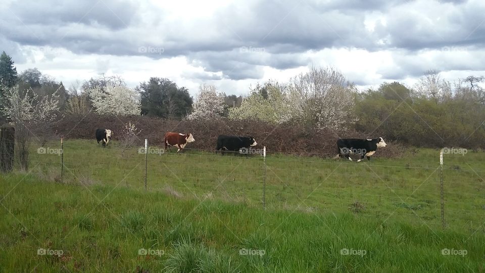 Cattle in the Feild