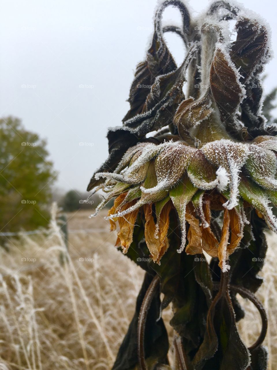 Frosty sunflower 