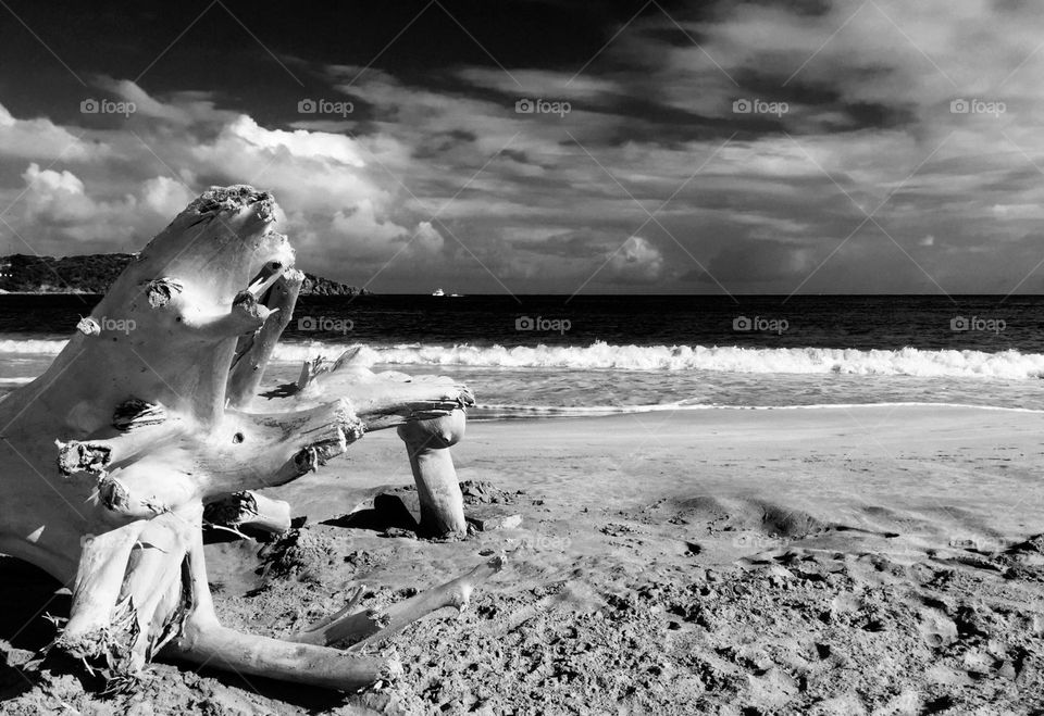 Black and white beach scene, beaches of St. Martin, islands of the Caribbean, beaches of St. Maarten, driftwood on the beach 