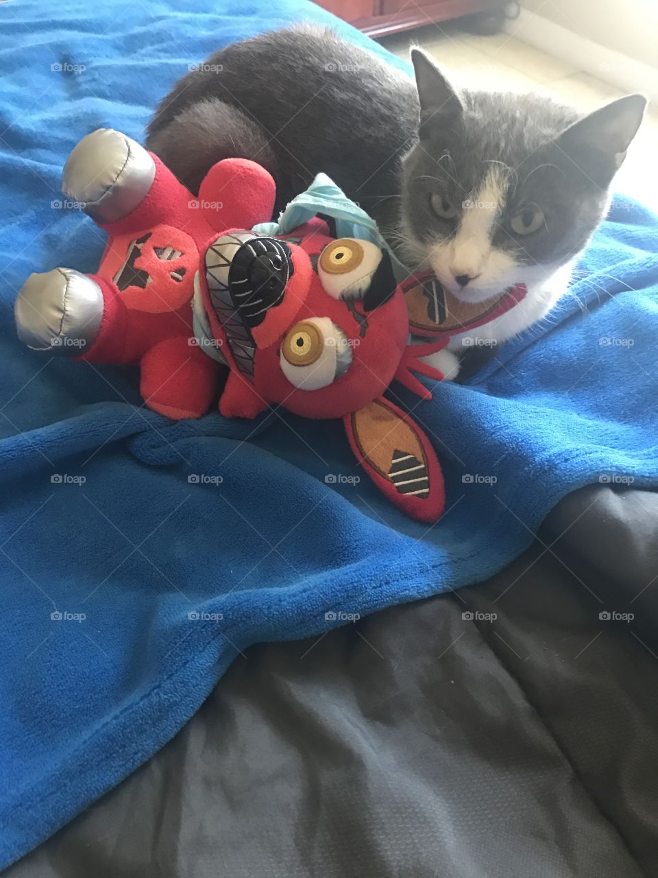 Cat cuddling with children's stuffed animal 