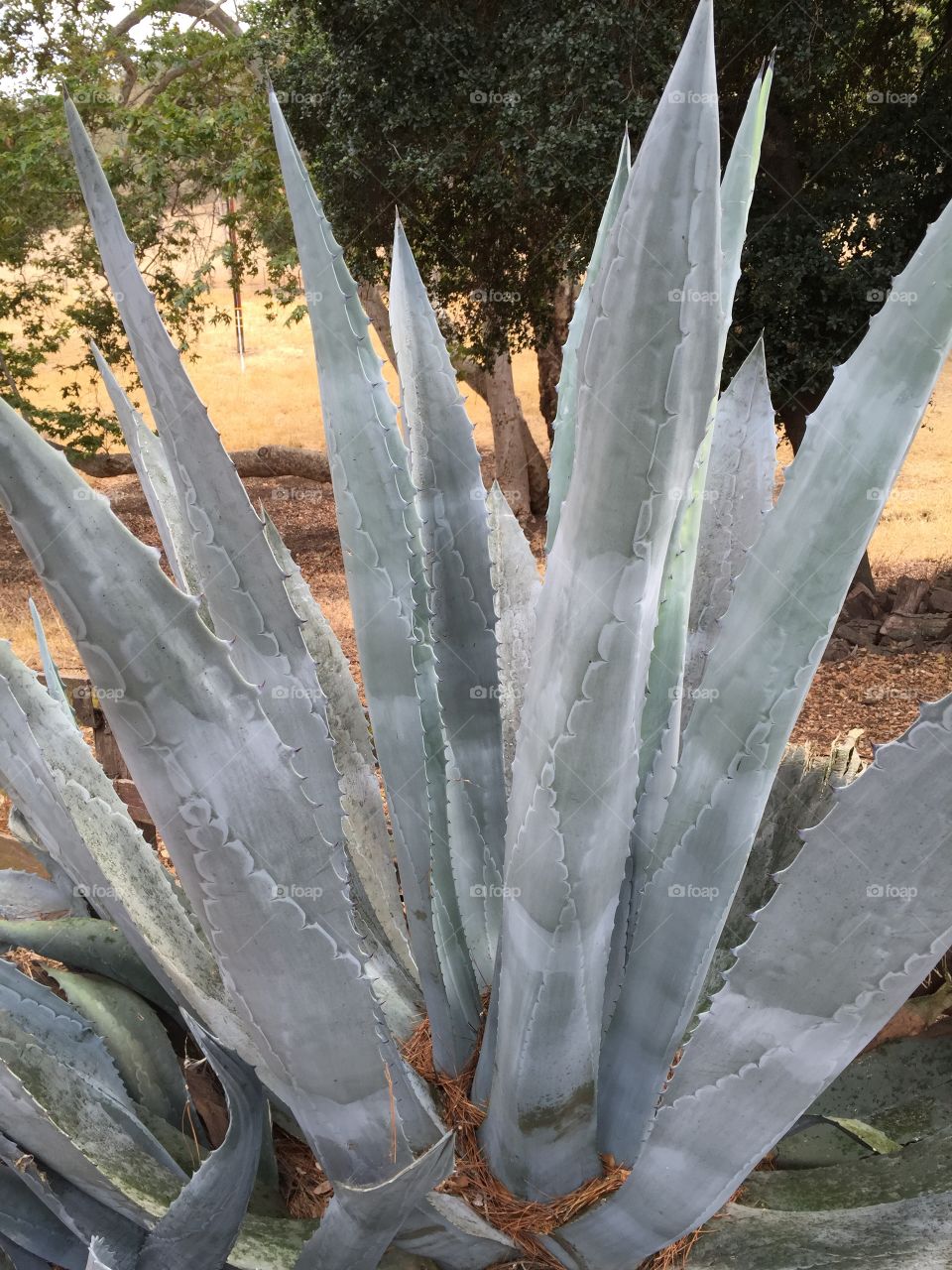 Agave