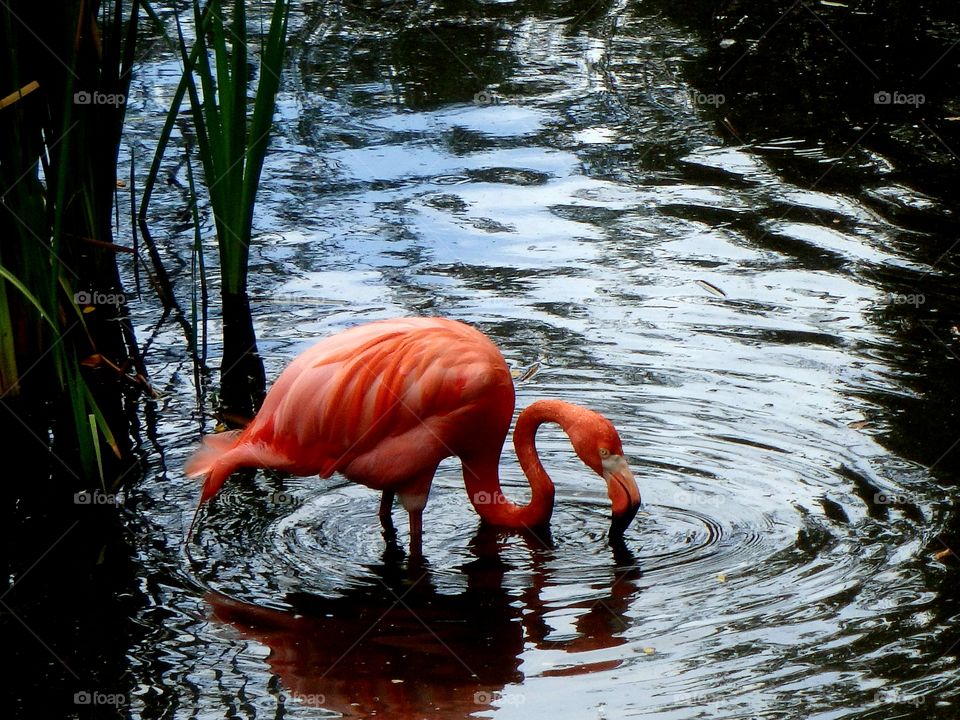 solo flamingo