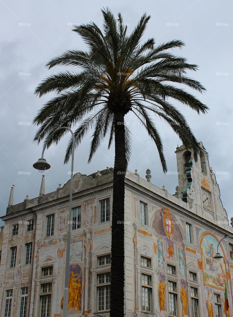 A beautiful tall palm tree in front of the Palazzo ducale building in Genova, Italy