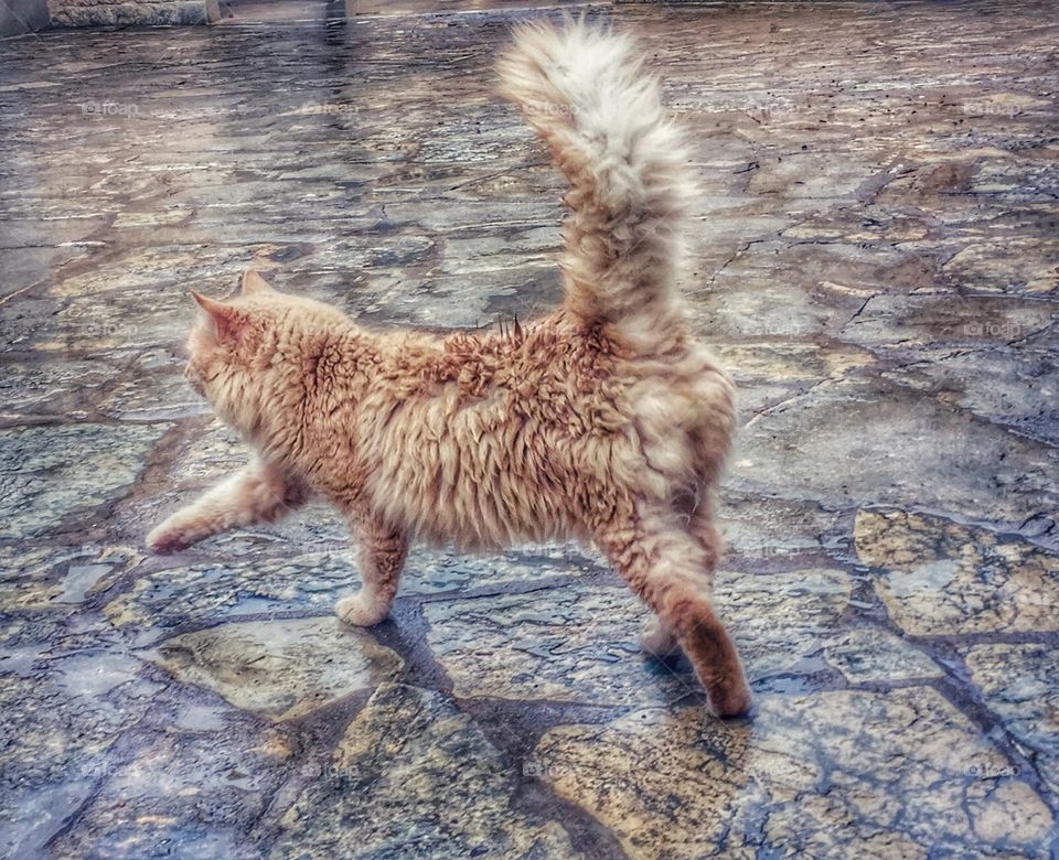 Wet red cat is walking between puddles 