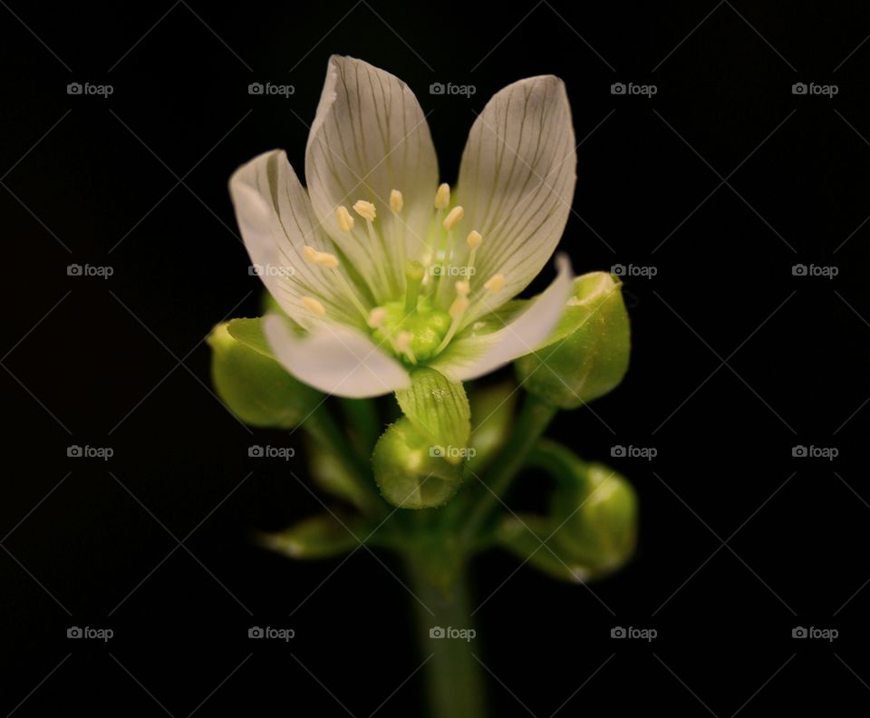 Venus flytrap flower