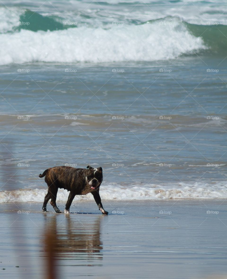 Dog on the beach