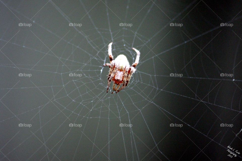 Spiderwebbed