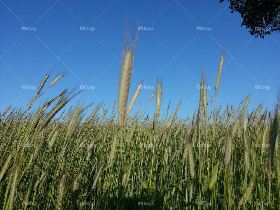 Oat field