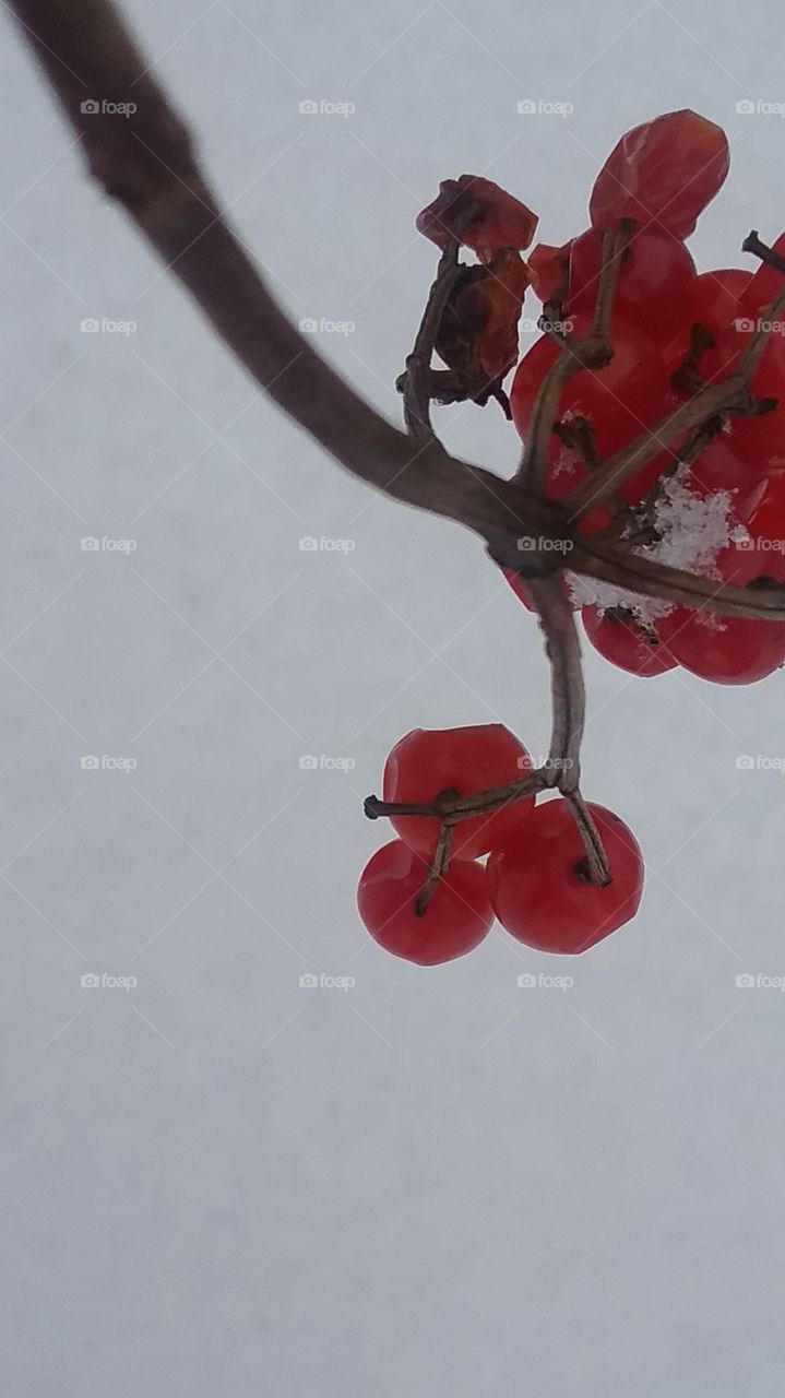 high bush cranberries