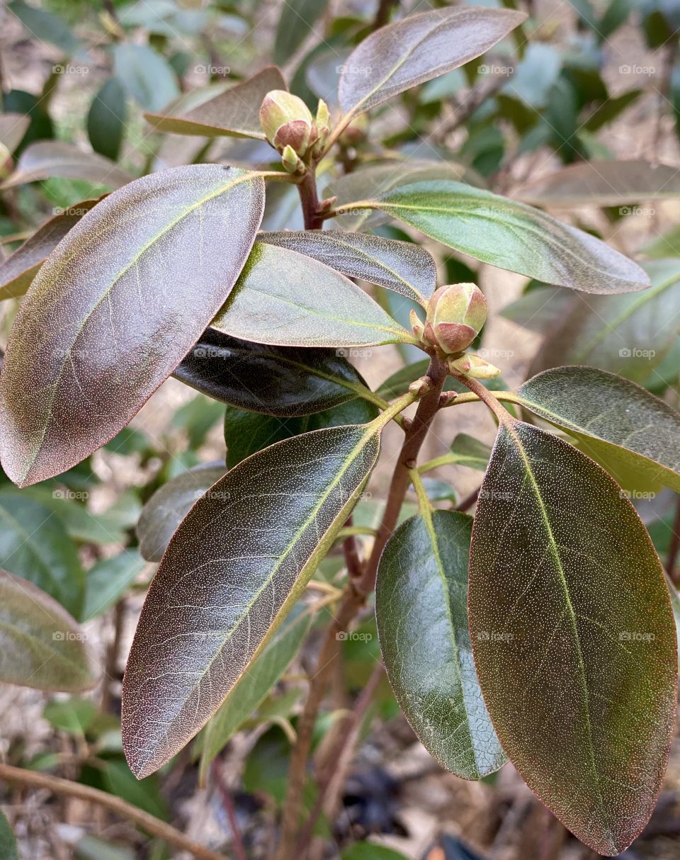Budding Rhododendron