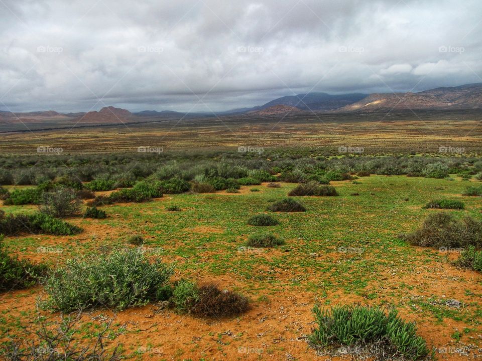 Field, Namakwa, South Africa