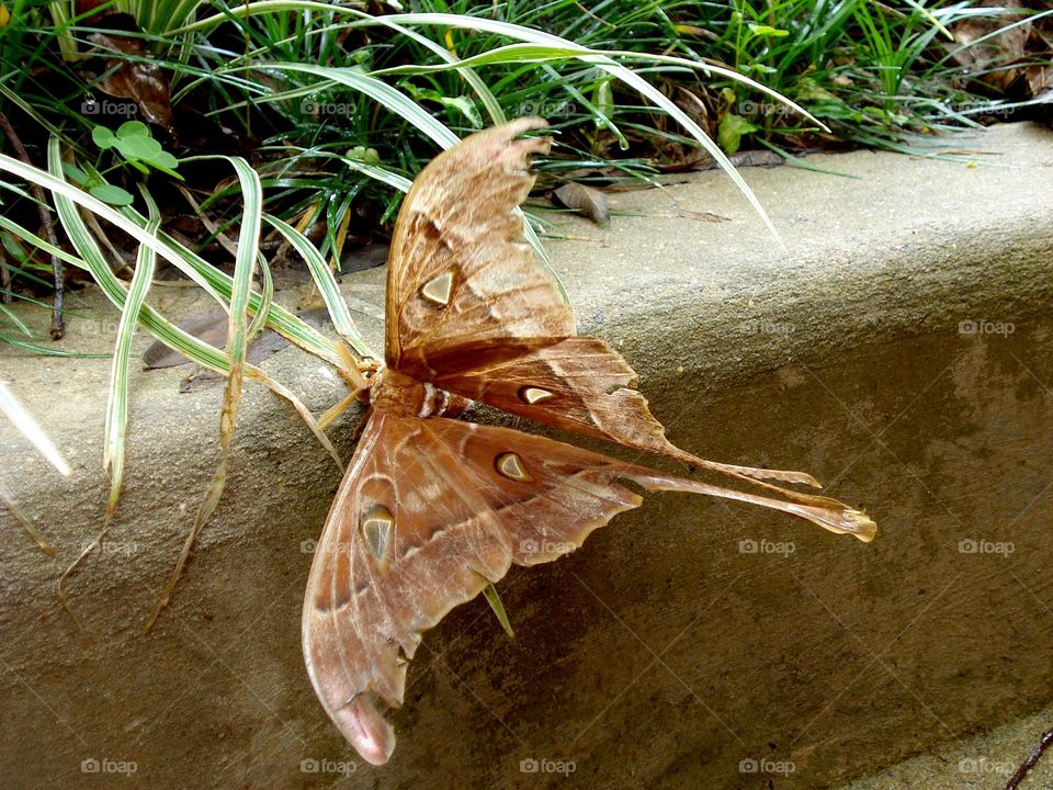 Hercules moth