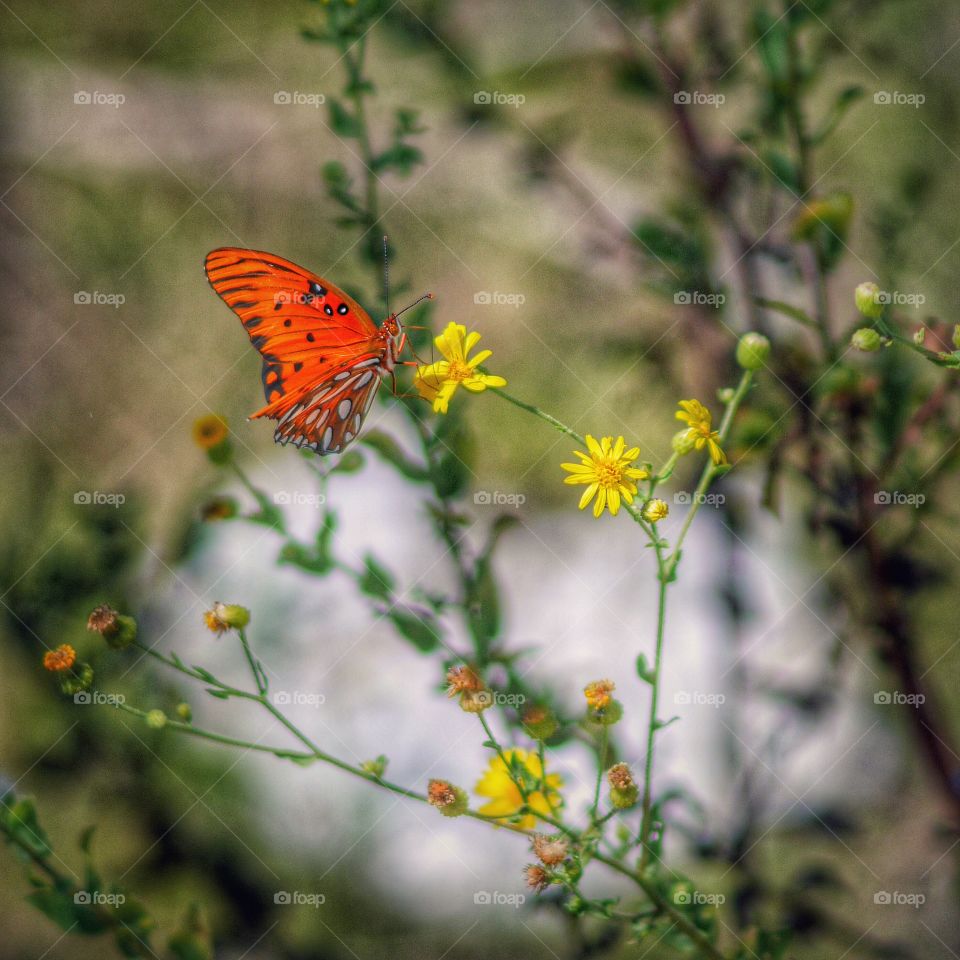 Orange butterfly pollinating flower