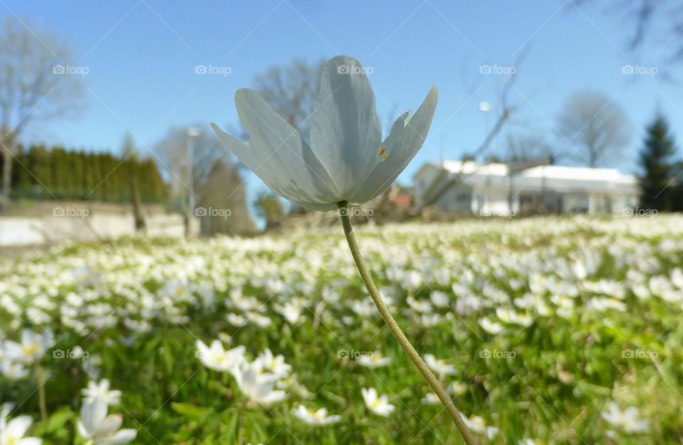 Anemones