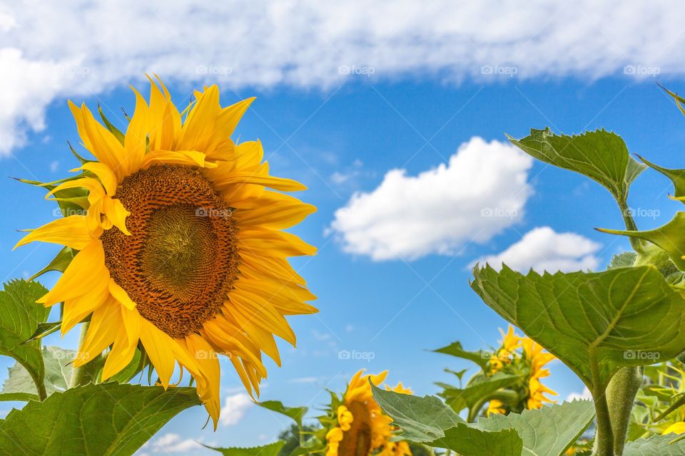 Sunflower on blue sky 