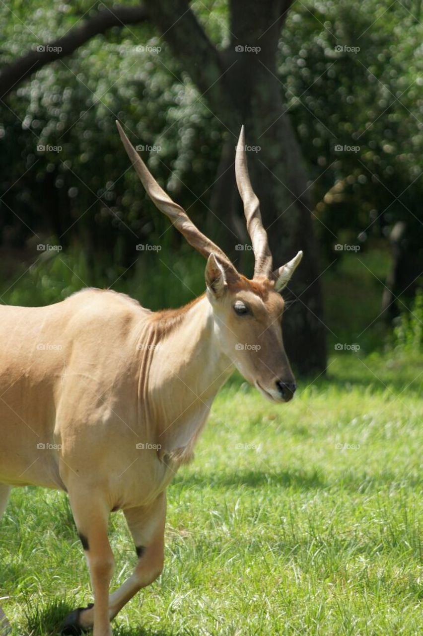 Patterson eland