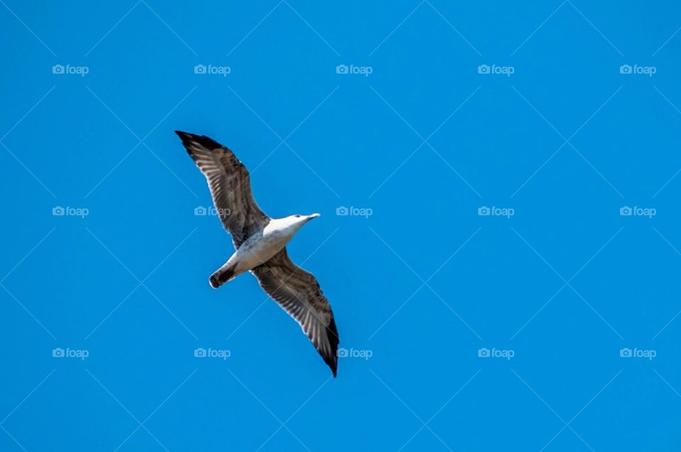 sky blue summer bird by severina1