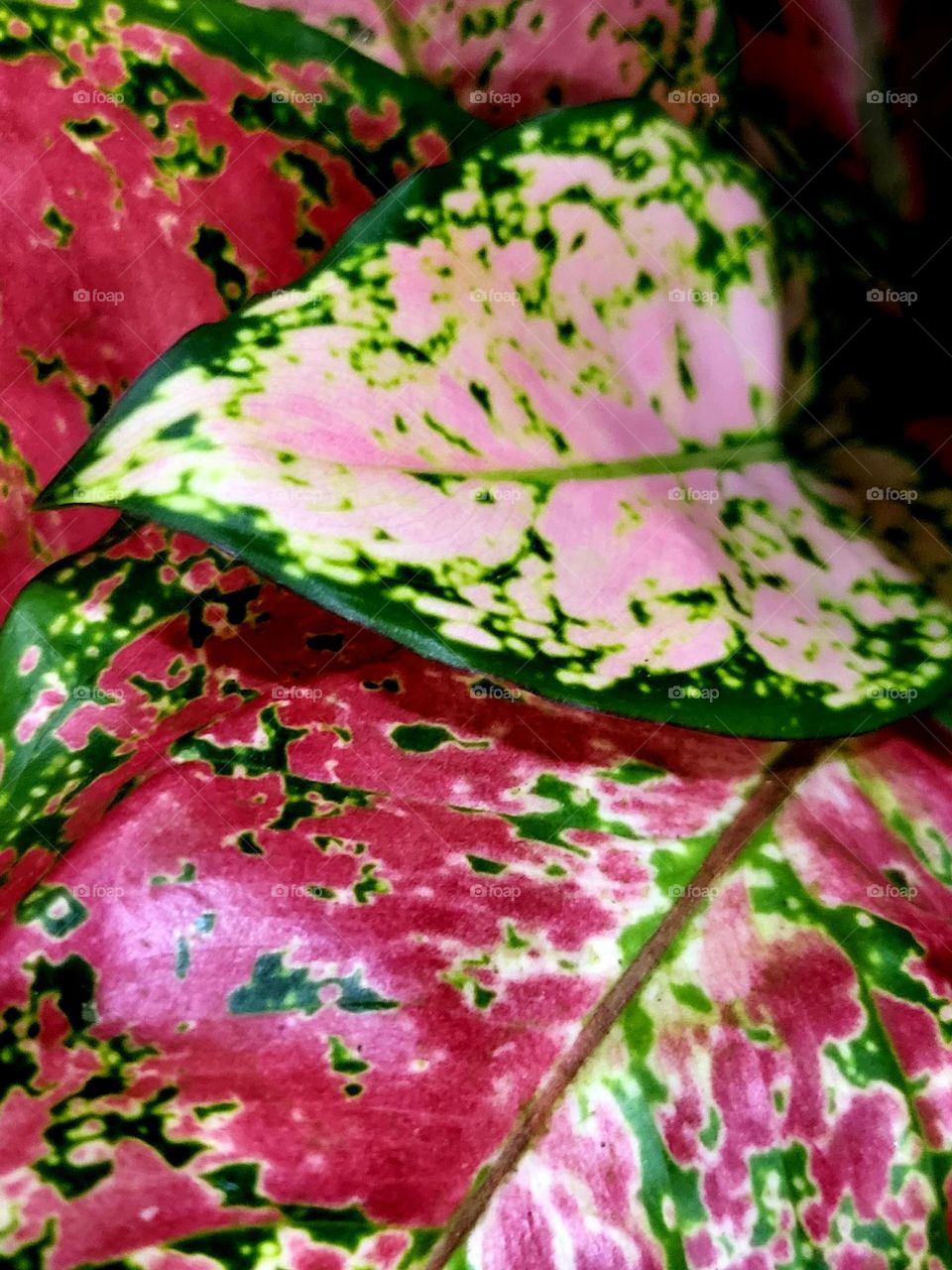 Abstract art on leaves