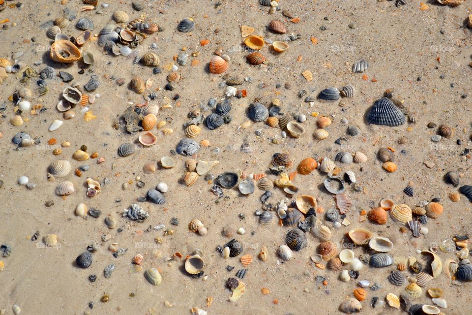 Shells On Beach