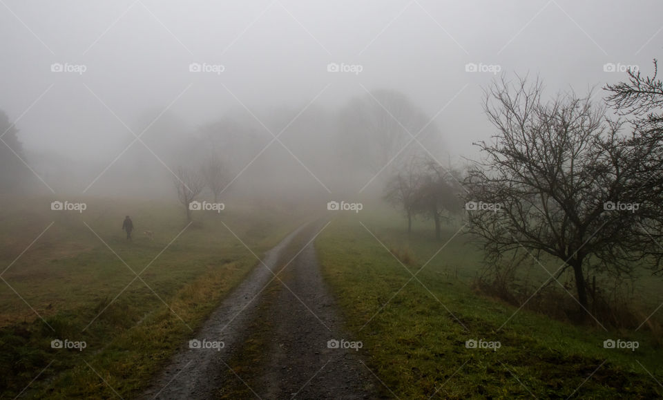 walking the dog in the foggy woods