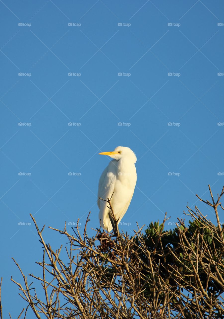 White cattle egret sitting on a branch on top of a tree