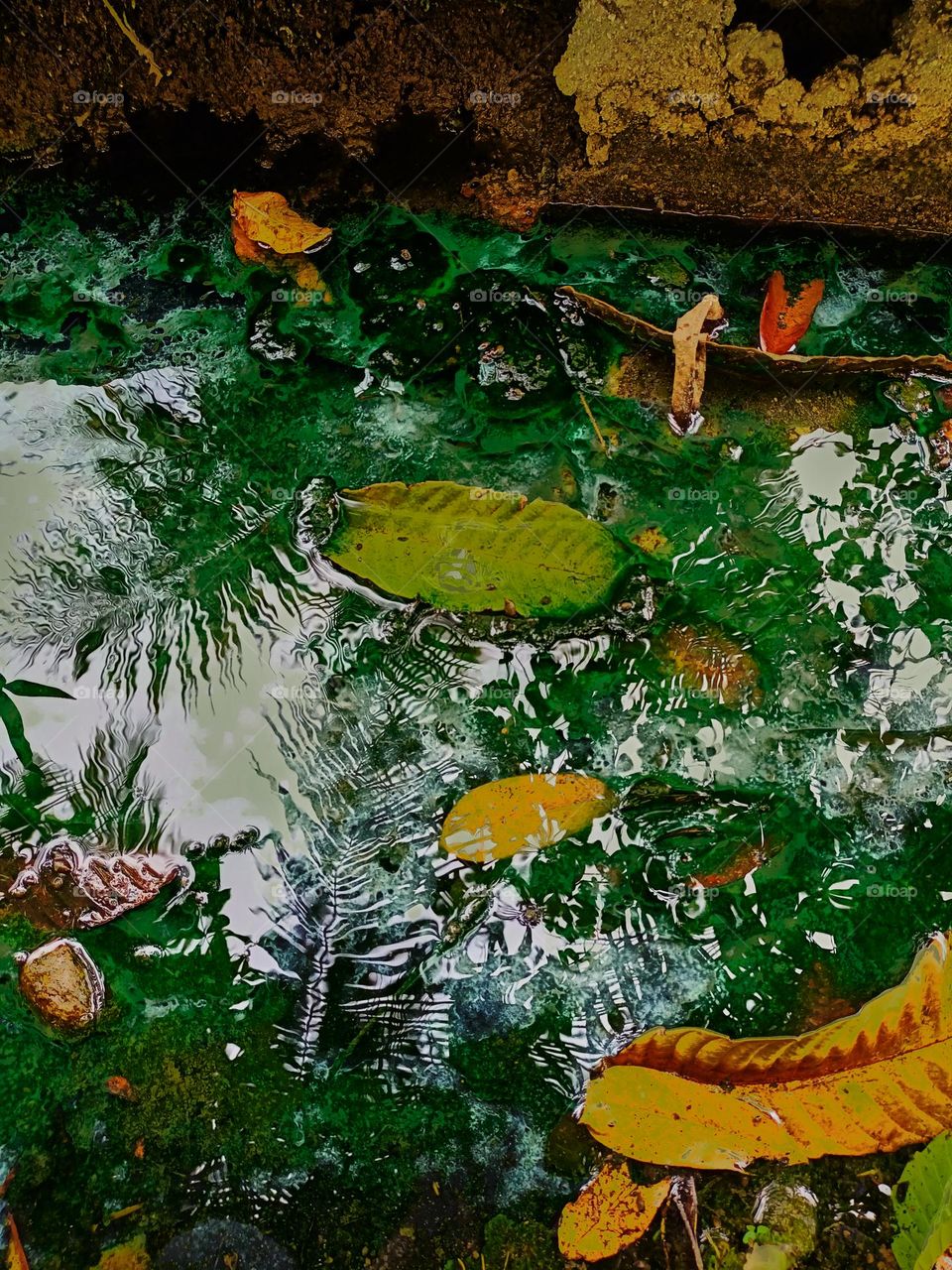 Multicolored leaves turn yellow and dry at the puddle background