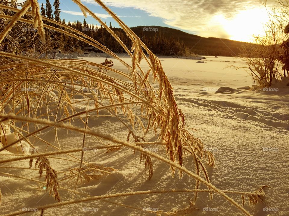 Close-up of frozen grass during sunset
