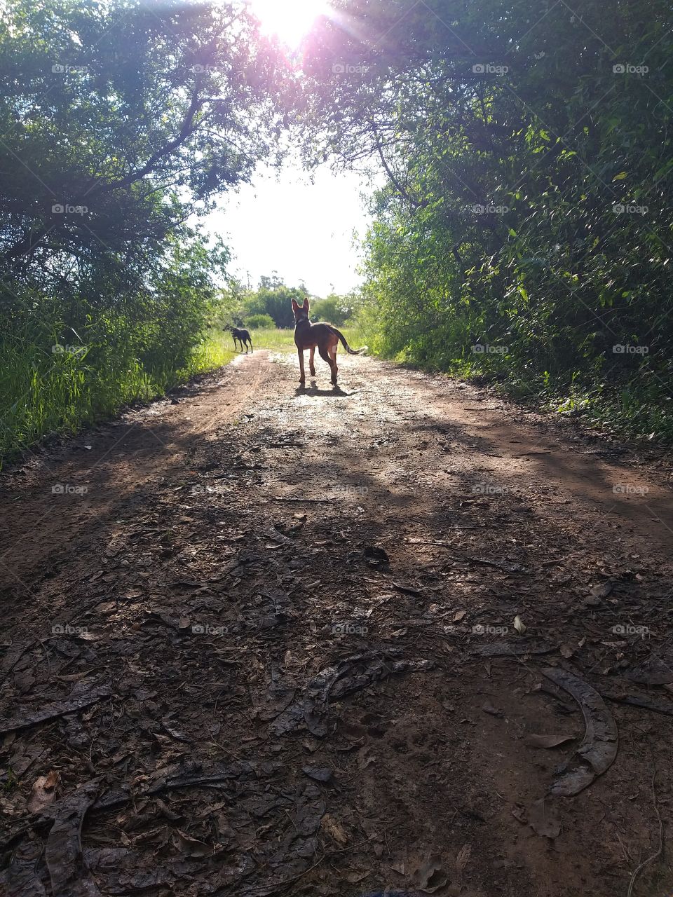 Cachorro aventurero💥