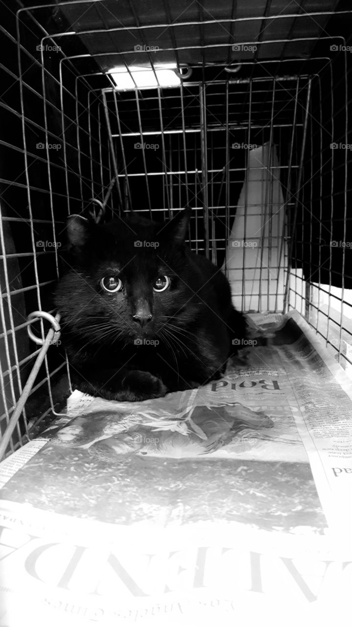 Black and white portrait of a black unique looking feral male cat