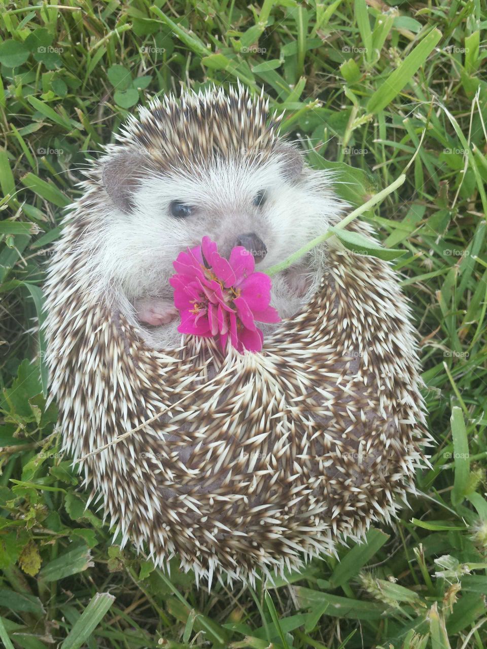 Hedgehog on grassy land